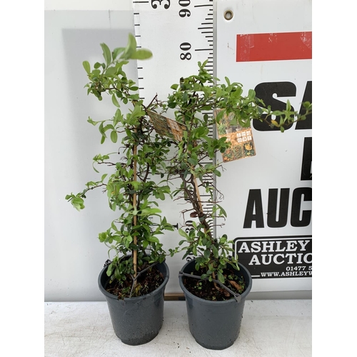 72 - TWO PYRACANTHA 'SUNNY STAR' IN 2 LTR POTS IN 80CM IN HEIGHT PLUS VAT TO BE SOLD FOR THE TWO