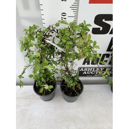 72 - TWO PYRACANTHA 'SUNNY STAR' IN 2 LTR POTS IN 80CM IN HEIGHT PLUS VAT TO BE SOLD FOR THE TWO