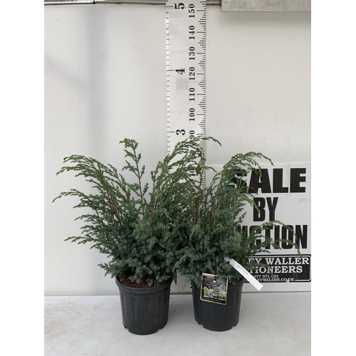 81 - TWO JUNIPERUS CHINENSIS BLUE ALPS IN 7 LTR POTS A METRE IN HEIGHT PLUS VAT TO BE SOLD FOR THE TWO