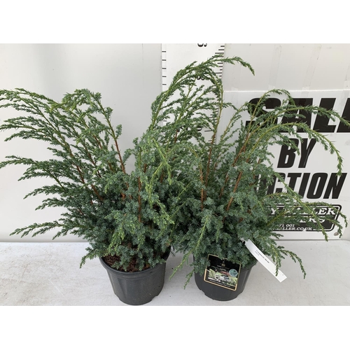 81 - TWO JUNIPERUS CHINENSIS BLUE ALPS IN 7 LTR POTS A METRE IN HEIGHT PLUS VAT TO BE SOLD FOR THE TWO