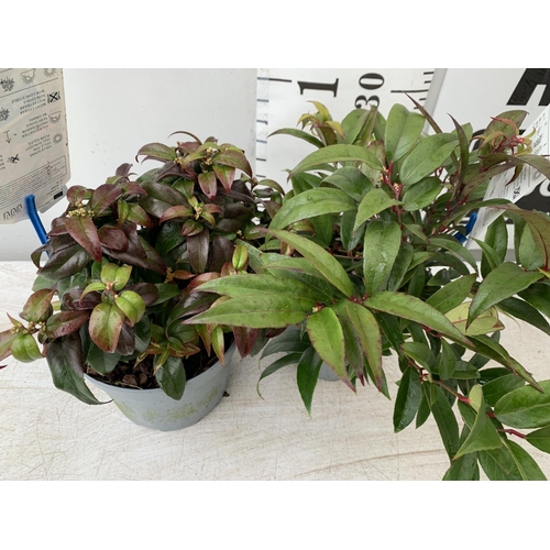 82 - TWO LEUCOTHOE 'ROYAL RUBY' AND 'DARK DIAMOND' IN 2 LTR POTS 35CM TALL PLUS VAT TO BE SOLD FOR THE TW... 