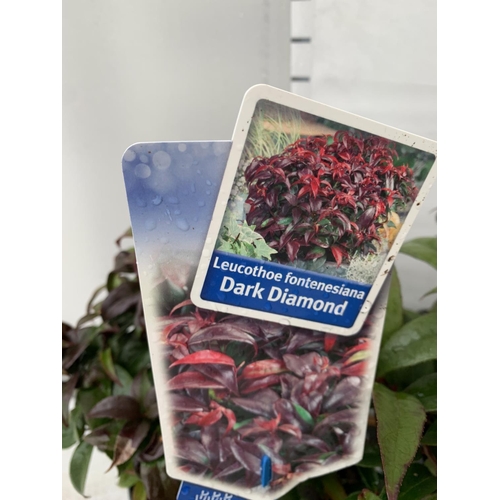 82 - TWO LEUCOTHOE 'ROYAL RUBY' AND 'DARK DIAMOND' IN 2 LTR POTS 35CM TALL PLUS VAT TO BE SOLD FOR THE TW... 