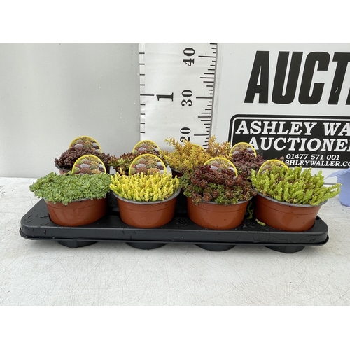 93 - EIGHT VARIOUS VARIETIES OF SEDUM WITH CARDS IN ONE LTR POTS TO BE SOLD FOR THE EIGHT PLUS VAT