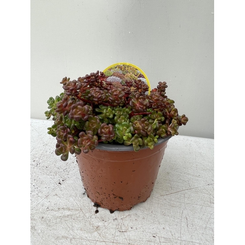 93 - EIGHT VARIOUS VARIETIES OF SEDUM WITH CARDS IN ONE LTR POTS TO BE SOLD FOR THE EIGHT PLUS VAT