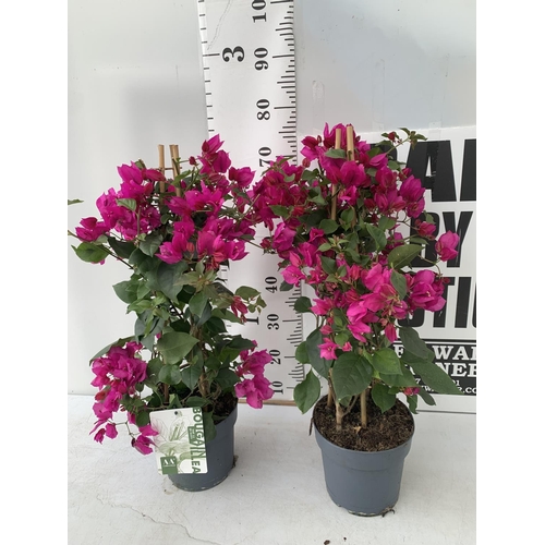 104 - TWO BOUGAINVILLEA SANDERINA  ON A PYRAMID FRAME, 3 LTR POTS HEIGHT 70-80CM. PATIO READY TO BE SOLD F... 