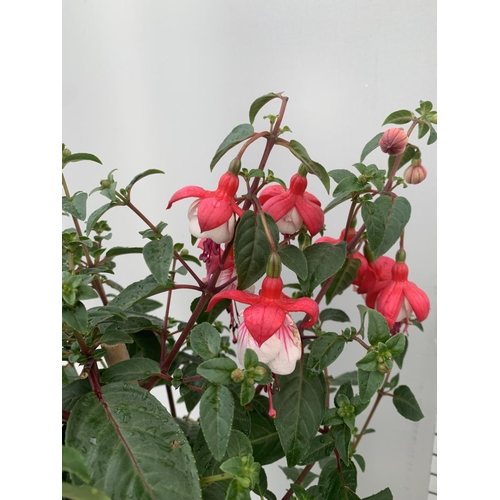 106 - TWO BELLA STANDARD FUCHSIA IN A 3 LTR POTS 70CM -80CM TALL TO BE SOLD FOR THE TWO PLUS VAT