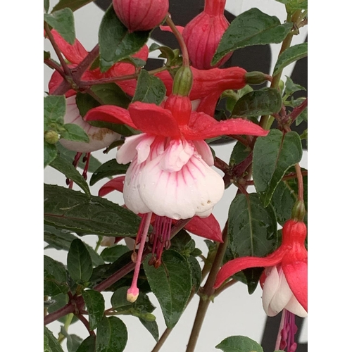 106 - TWO BELLA STANDARD FUCHSIA IN A 3 LTR POTS 70CM -80CM TALL TO BE SOLD FOR THE TWO PLUS VAT