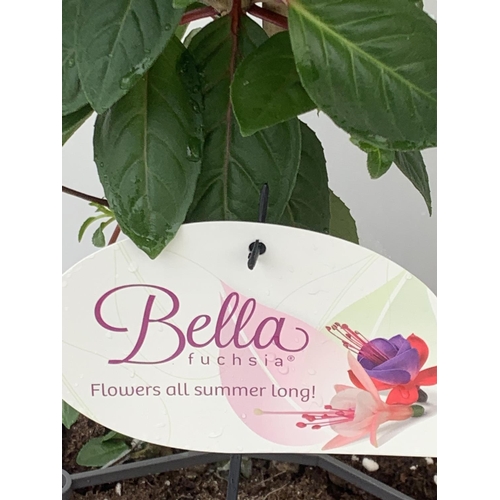 106 - TWO BELLA STANDARD FUCHSIA IN A 3 LTR POTS 70CM -80CM TALL TO BE SOLD FOR THE TWO PLUS VAT