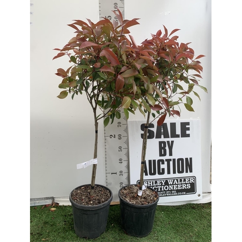 111 - A PAIR OF STANDARD PHOTINIA FRASERI RED ROBIN TREES 140CM TALL IN A 10 LTR POT TO BE SOLD FOR THE PA... 