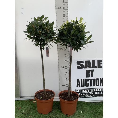 114 - A PAIR OF STANDARD BAY TREES LAURUS NOBILIS IN 10 LTR POTS APPROX 130CM IN HEIGHT TO BE SOLD FOR THE... 