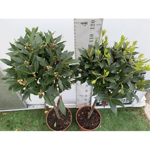 114 - A PAIR OF STANDARD BAY TREES LAURUS NOBILIS IN 10 LTR POTS APPROX 130CM IN HEIGHT TO BE SOLD FOR THE... 