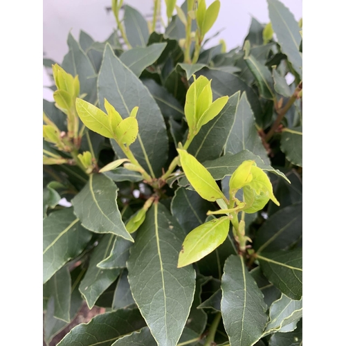 114 - A PAIR OF STANDARD BAY TREES LAURUS NOBILIS IN 10 LTR POTS APPROX 130CM IN HEIGHT TO BE SOLD FOR THE... 