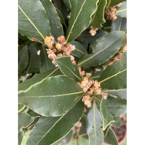 114 - A PAIR OF STANDARD BAY TREES LAURUS NOBILIS IN 10 LTR POTS APPROX 130CM IN HEIGHT TO BE SOLD FOR THE... 