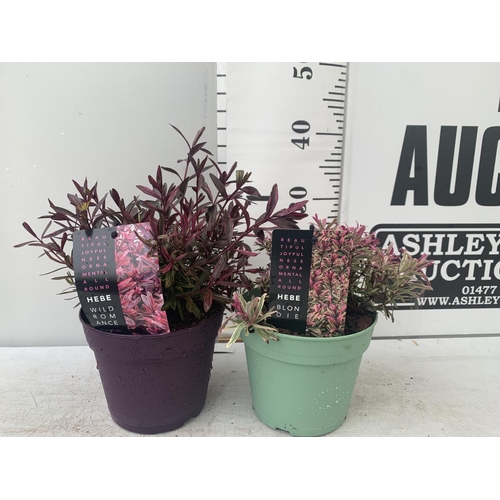 115 - TWO HEBES WILD ROMANCE AND BLONDIE IN 2 LTR POTS HEIGHT 30CM PLUS VAT TO BE SOLD FOR THE TWO