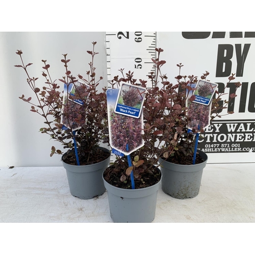 124 - THREE LOPHOMYRTUS RALPHII NEW ZEALAND MYRTLE  'BLACK PEARL' IN 2 LTR POTS HEIGHT  40CM - 50CM TO BE ... 