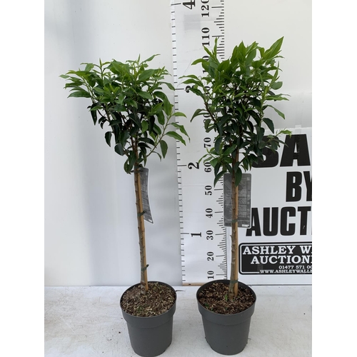 129 - TWO PRUNUS LUSITANICA 'ANGUSTIFOLIA' STANDARD TREES APPROX ONE METRE IN HEIGHT IN 3LTR POTS PLUS VAT... 