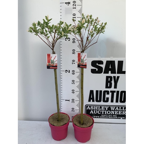 112 - TWO STANDARD SALIX INTEGRA 'FLAMINGO' OVER 110CM IN HEIGHT IN 3 LTR POTS PLUS VAT TO BE SOLD FOR THE... 