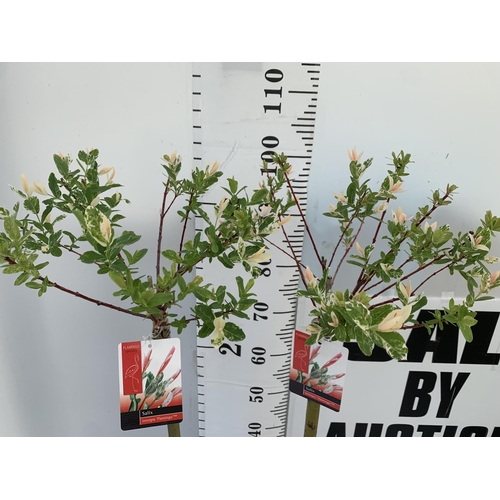 112 - TWO STANDARD SALIX INTEGRA 'FLAMINGO' OVER 110CM IN HEIGHT IN 3 LTR POTS PLUS VAT TO BE SOLD FOR THE... 