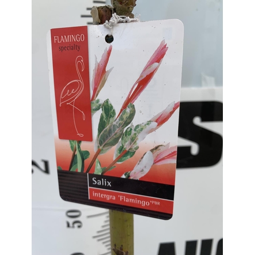 112 - TWO STANDARD SALIX INTEGRA 'FLAMINGO' OVER 110CM IN HEIGHT IN 3 LTR POTS PLUS VAT TO BE SOLD FOR THE... 