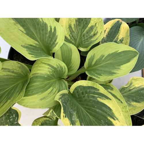 118 - THREE MIXED VARIETY HOSTAS TO INCLUDE WIDE BRIM, HALCYON AND PATRIOT IN 3 LTR POTS 30CM TALL TO BE S... 