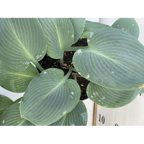 118 - THREE MIXED VARIETY HOSTAS TO INCLUDE WIDE BRIM, HALCYON AND PATRIOT IN 3 LTR POTS 30CM TALL TO BE S... 