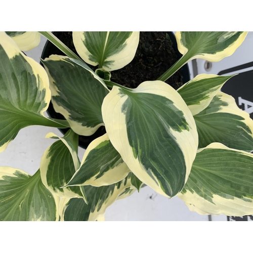 118 - THREE MIXED VARIETY HOSTAS TO INCLUDE WIDE BRIM, HALCYON AND PATRIOT IN 3 LTR POTS 30CM TALL TO BE S... 