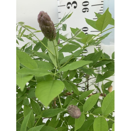 12 - A WISTERIA AMETHYST FALLS ON A FRAME PATIO READY IN A 3 LTR POT 90CM TALL PLUS VAT