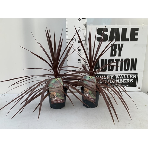 125 - TWO CORDYLINE AUSTRALIS RED STAR IN 2 LTR POTS HEIGHT 70CM PLUS VAT TO BE SOLD FOR THE TWO