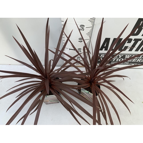 125 - TWO CORDYLINE AUSTRALIS RED STAR IN 2 LTR POTS HEIGHT 70CM PLUS VAT TO BE SOLD FOR THE TWO