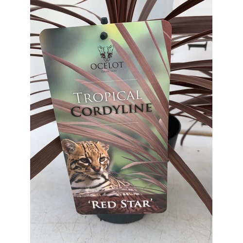 125 - TWO CORDYLINE AUSTRALIS RED STAR IN 2 LTR POTS HEIGHT 70CM PLUS VAT TO BE SOLD FOR THE TWO