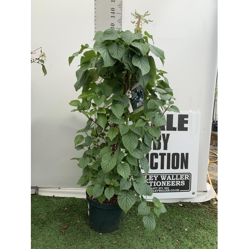 126 - A SCHIZOPHRAGMA HYDRANGEA 'MOONLIGHT' IN A 7.5 LTR POT 130CM IN HEIGHT PLUS VAT