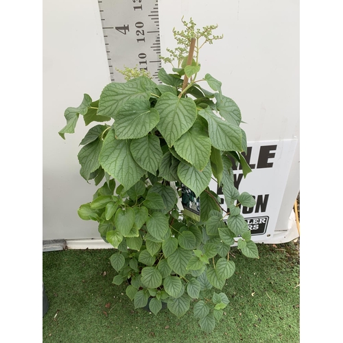 126 - A SCHIZOPHRAGMA HYDRANGEA 'MOONLIGHT' IN A 7.5 LTR POT 130CM IN HEIGHT PLUS VAT