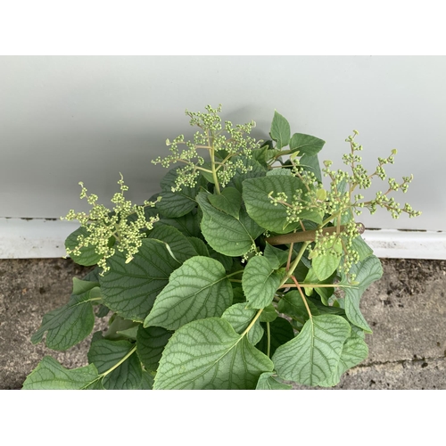 126 - A SCHIZOPHRAGMA HYDRANGEA 'MOONLIGHT' IN A 7.5 LTR POT 130CM IN HEIGHT PLUS VAT