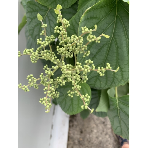 126 - A SCHIZOPHRAGMA HYDRANGEA 'MOONLIGHT' IN A 7.5 LTR POT 130CM IN HEIGHT PLUS VAT