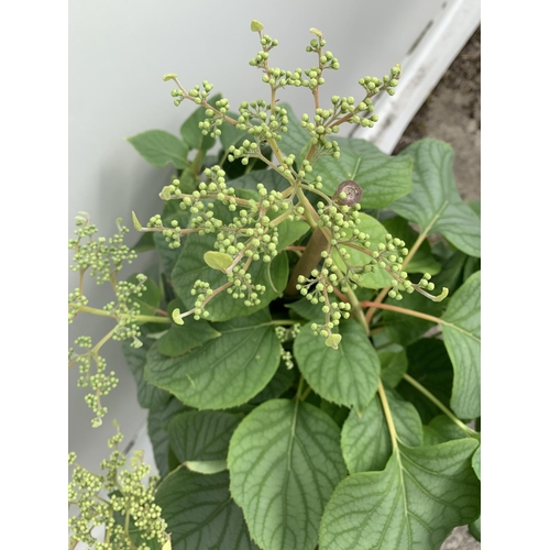 126 - A SCHIZOPHRAGMA HYDRANGEA 'MOONLIGHT' IN A 7.5 LTR POT 130CM IN HEIGHT PLUS VAT