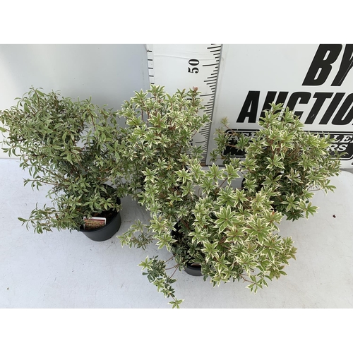 127 - FOUR PIERIS LITTLE HEATH 45CM TALL IN 2 LTR POTS TO BE SOLD FOR THE FOUR PLUS VAT