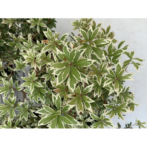 127 - FOUR PIERIS LITTLE HEATH 45CM TALL IN 2 LTR POTS TO BE SOLD FOR THE FOUR PLUS VAT