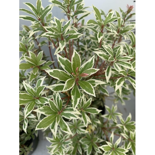 127 - FOUR PIERIS LITTLE HEATH 45CM TALL IN 2 LTR POTS TO BE SOLD FOR THE FOUR PLUS VAT