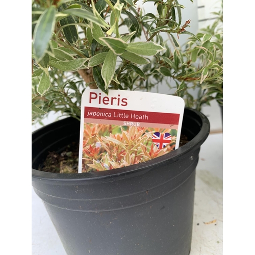 127 - FOUR PIERIS LITTLE HEATH 45CM TALL IN 2 LTR POTS TO BE SOLD FOR THE FOUR PLUS VAT