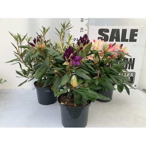 128 - THREE RHODODENDRONS 'MARCEL MENARD' PONTICUM VARIEGATUM AND 'PERCY WISEMAN' IN 5 LTR POTS APPROX  60... 