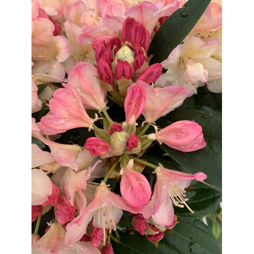 128 - THREE RHODODENDRONS 'MARCEL MENARD' PONTICUM VARIEGATUM AND 'PERCY WISEMAN' IN 5 LTR POTS APPROX  60... 