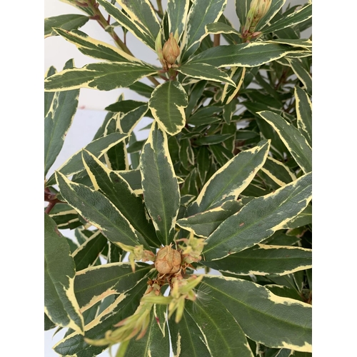 128 - THREE RHODODENDRONS 'MARCEL MENARD' PONTICUM VARIEGATUM AND 'PERCY WISEMAN' IN 5 LTR POTS APPROX  60... 