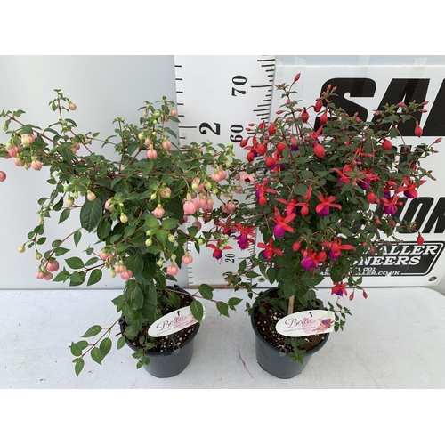 14 - TWO BELLA STANDARD FUCHSIA IN A 3 LTR POTS 70CM -80CM TALL TO BE SOLD FOR THE TWO PLUS VAT