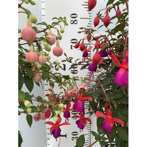 14 - TWO BELLA STANDARD FUCHSIA IN A 3 LTR POTS 70CM -80CM TALL TO BE SOLD FOR THE TWO PLUS VAT