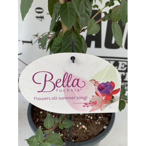 14 - TWO BELLA STANDARD FUCHSIA IN A 3 LTR POTS 70CM -80CM TALL TO BE SOLD FOR THE TWO PLUS VAT