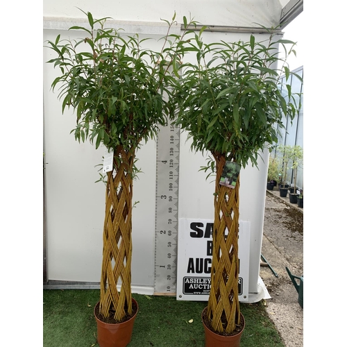 2 - TWO SALIX LIVING WILLOW TREES IN 7.5 LTR POTS OVER 2 METRES IN HEIGHT TO BE SOLD FOR THE TWO PLUS VA... 