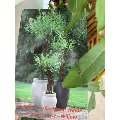 2 - TWO SALIX LIVING WILLOW TREES IN 7.5 LTR POTS OVER 2 METRES IN HEIGHT TO BE SOLD FOR THE TWO PLUS VA... 