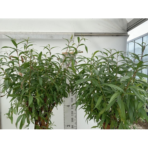 2 - TWO SALIX LIVING WILLOW TREES IN 7.5 LTR POTS OVER 2 METRES IN HEIGHT TO BE SOLD FOR THE TWO PLUS VA... 