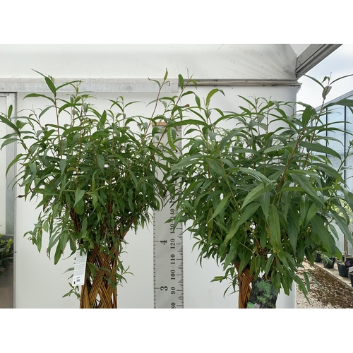 2 - TWO SALIX LIVING WILLOW TREES IN 7.5 LTR POTS OVER 2 METRES IN HEIGHT TO BE SOLD FOR THE TWO PLUS VA... 