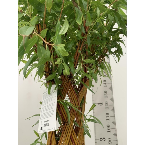 2 - TWO SALIX LIVING WILLOW TREES IN 7.5 LTR POTS OVER 2 METRES IN HEIGHT TO BE SOLD FOR THE TWO PLUS VA... 